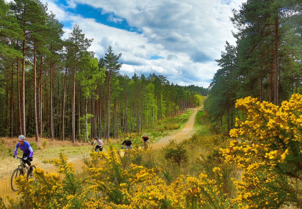 Off-road cycling at Swinley Forest